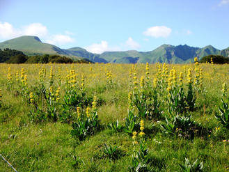 Fromages d'Auvergne Nature